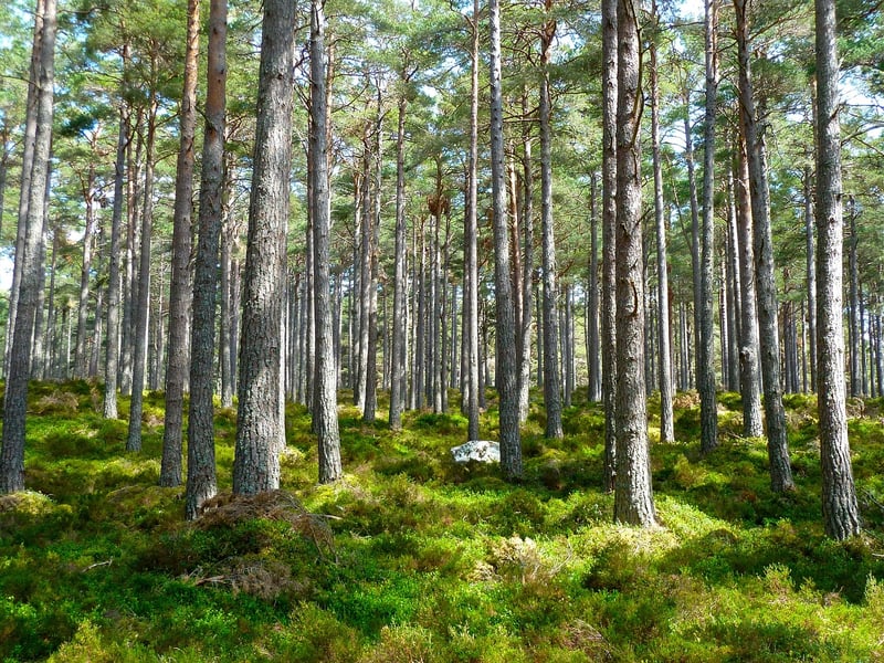Woodland Desserts