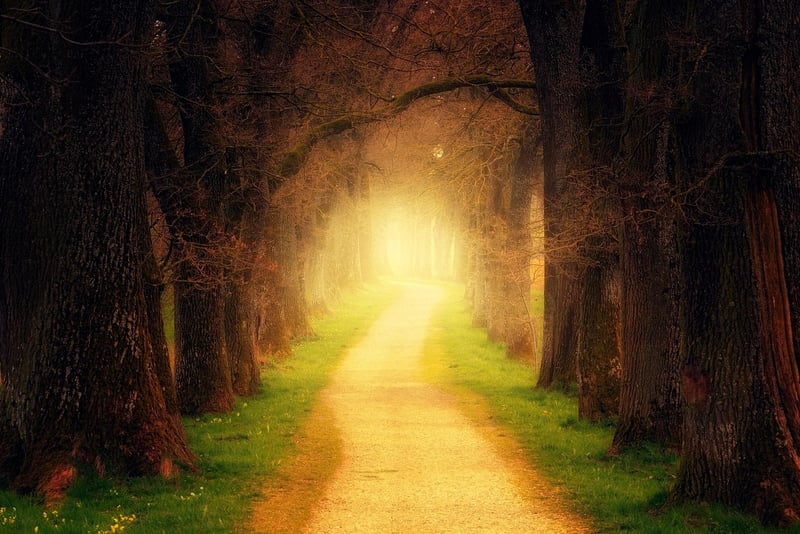 Forest Path